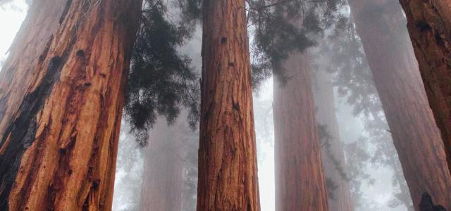 Tree trunks
